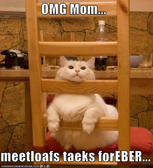 funny-pictures-cat-waits-for-meatloaf1.jpg