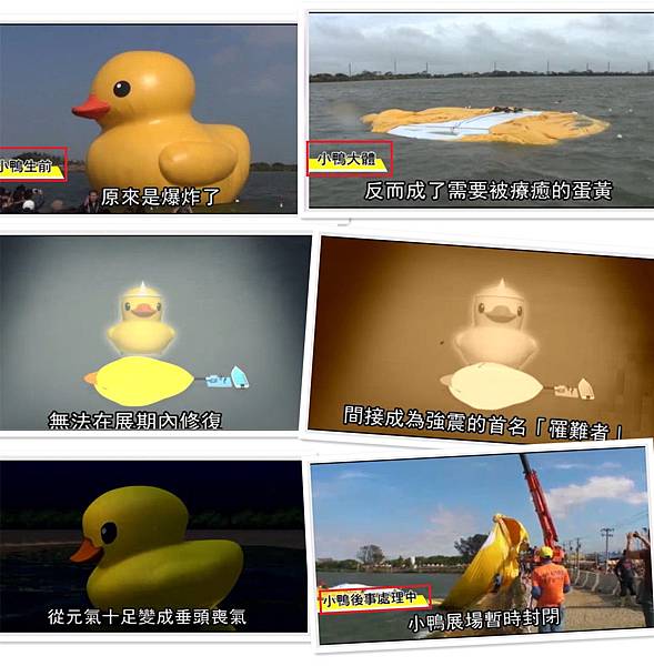 Duck