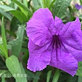 紫花翠蘆莉-1.jpg