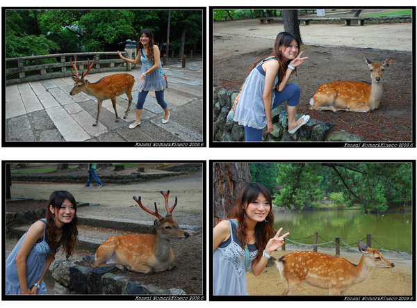 kineco vs 鹿.jpg kineco vs 鹿.jpg