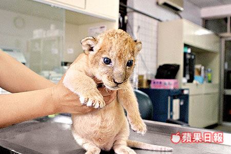 小非洲獅