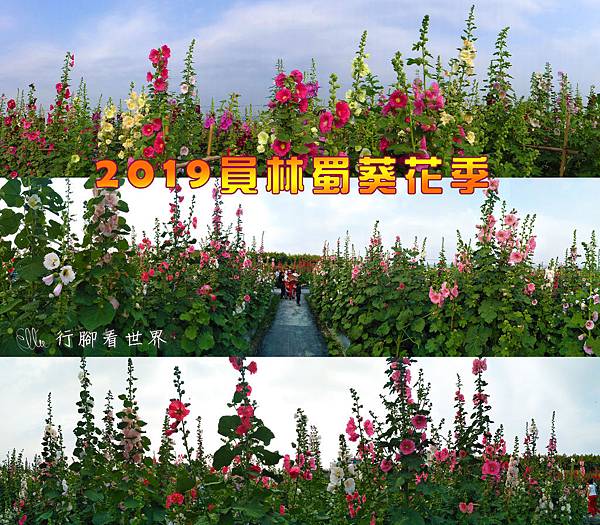 【遊。彰化-員林】2019員林蜀葵花季（3/20-4/30）
