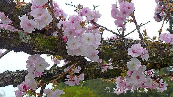 阿里山花季,櫻花,沼平公園,阿里山國家森林遊樂區,櫻之道,姊妹潭,慈雲寺,大島櫻,吉野櫻,垂絲海棠,紫藤,森氏杜鵑,阿里山,賞櫻