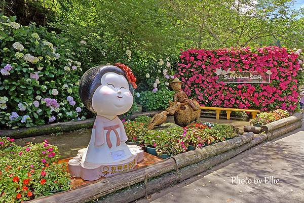 2025初夏遊南投杉林溪～滿滿繽紛繡球花海