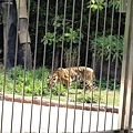 這隻老虎超瘦他一直吃草