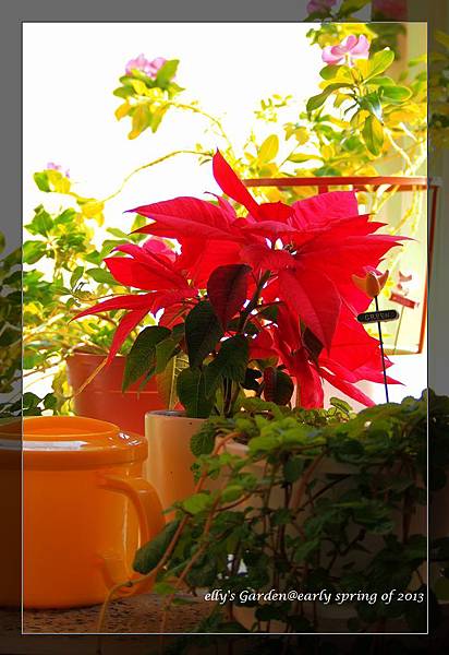 去年聖誕前夕買的聖誕紅依然艷麗