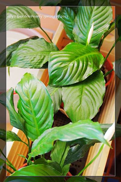 等了一個冬天白鶴芋終於要開花了