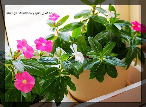 日日春二代目盛開ING