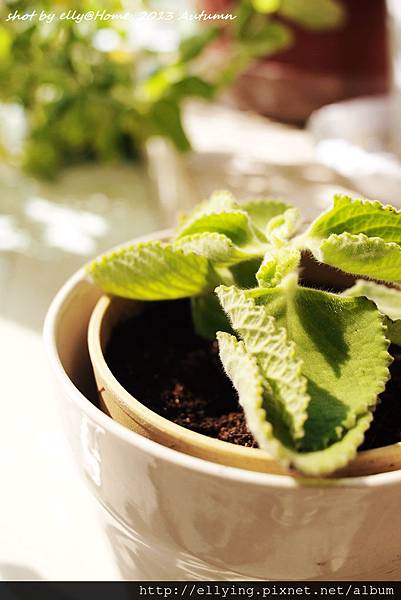 剛入戶口的左手香