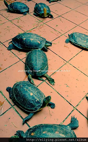 插香時小心別踩到烏龜!