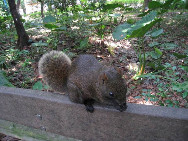 為了吃近拍也不閃鼠