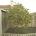 Lemon Tree!!!!!!!!!!!!