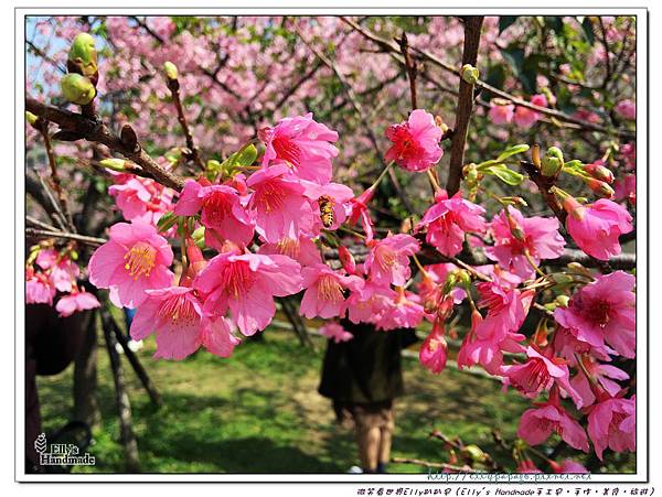 2016新竹公園櫻花 025+.jpg