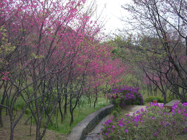 發現花園☆陽明山