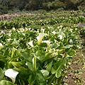 4月竹仔湖海芋季☆陽明山