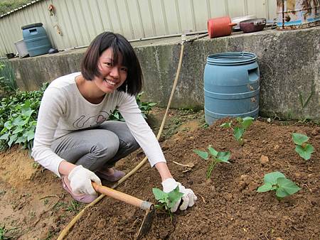 跟鄰居借蕃薯葉來仟插