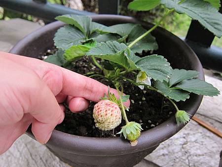 20110428_定植後愈長愈好~ 20110428_定植後愈長愈好~