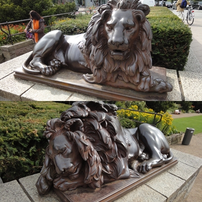 lion