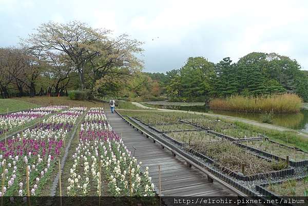 15 11 大阪長居植物園 楓葉銀杏 E S Blog 未經本人同意 請勿轉載引用個人創作的文章及照片 痞客邦 15 11 大阪長居植物園 楓葉銀杏 E S Blog 未經本人同意 請勿轉載引用個人創作的文章及照片 痞客邦