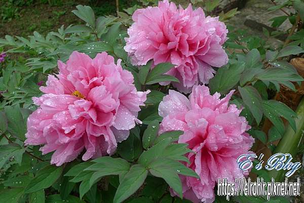 16 04 奈良長谷寺 牡丹花祭 ぼたんまつり E S Blog 未經本人同意 請勿轉載引用個人創作的文章及照片 痞客邦