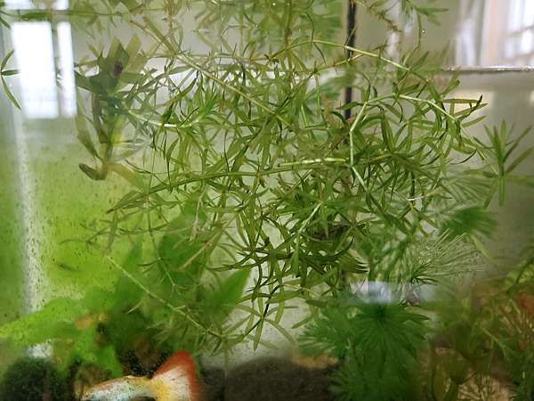 水族 介紹簡易上手的水草 陽明柳 魚蝦產房 氧菌養藻都適合 元元不絕 痞客邦 水族 介紹簡易上手的水草 陽明柳 魚蝦產房 氧菌養藻都適合 元元不絕 痞客邦