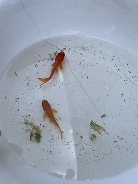 水族 養在室外的朱文錦 鰭的顏色很鮮豔 元元不絕 痞客邦 水族 養在室外的朱文錦 鰭的顏色很鮮豔 元元不絕 痞客邦