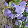 P1130431Campanula cespitosa風鈴草.JPG