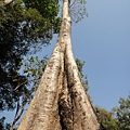 四數木　Spung（Tetrameles nudiflora R.Br.）.JPG