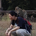 Angkor Monkeys-5