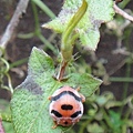 S 大食植瓢蟲.JPG