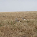 DSC04266 Kori Bustard.JPG