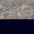 DSC04263 Lilac-Breasted Roller.JPG