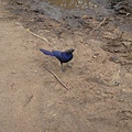 DSC04284 Glossy Starling.JPG