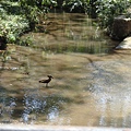 DSC04011 Hammerkop.JPG