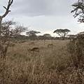 DSC04188 Impala  and springbok.JPG