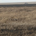 DSC04180 Spotted Hyena（斑點鬣狗）.JPG