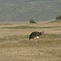 DSC04361 Ostrich.JPG