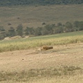 DSC04374 Lion in sleeping.JPG