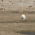 DSC04428 great white Pelican.JPG