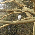 DSC04369 Long-crested Eagle .JPG