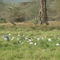 DSC04373 Marabou Stork and sacred ibis 埃及聖鹮.JPG