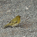 DSC04406 Taveta Golden Weaver,.JPG