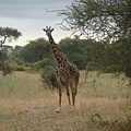 DSC04430 Giraffe.JPG