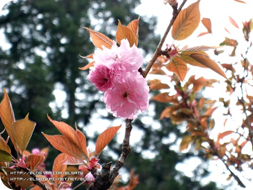 阿里山櫻花季090322(03).jpg