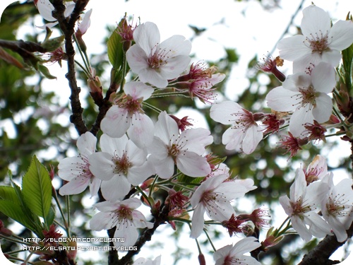 阿里山櫻花季090322(10).jpg