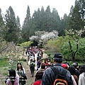 阿里山櫻花季090322(16).jpg