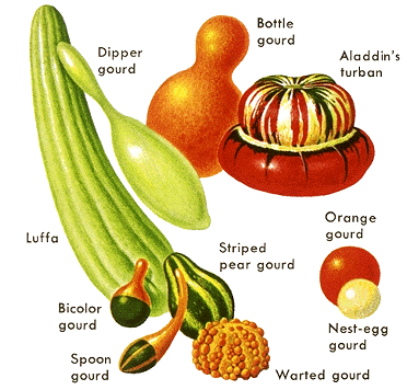 gourd-info0