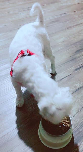 ♥寵物家庭Pet Family《骨關心》關節＋心臟保健♥
