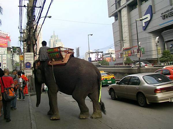 (37)路邊有大象.JPG