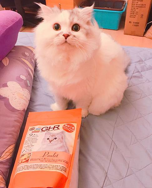 女人知己,女人知己試用大隊,試用大隊,GHR健康主義無穀貓糧,GHR健康主義,無穀貓糧,貓糧,放牧羊口味,鮮嫩雞肉口味